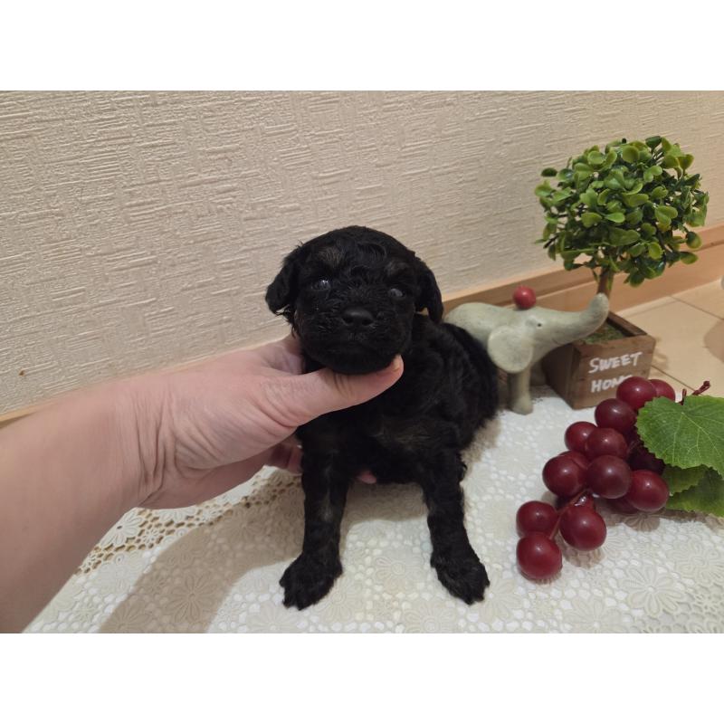 販売中の広島県のタイニープードル-425227の7枚目