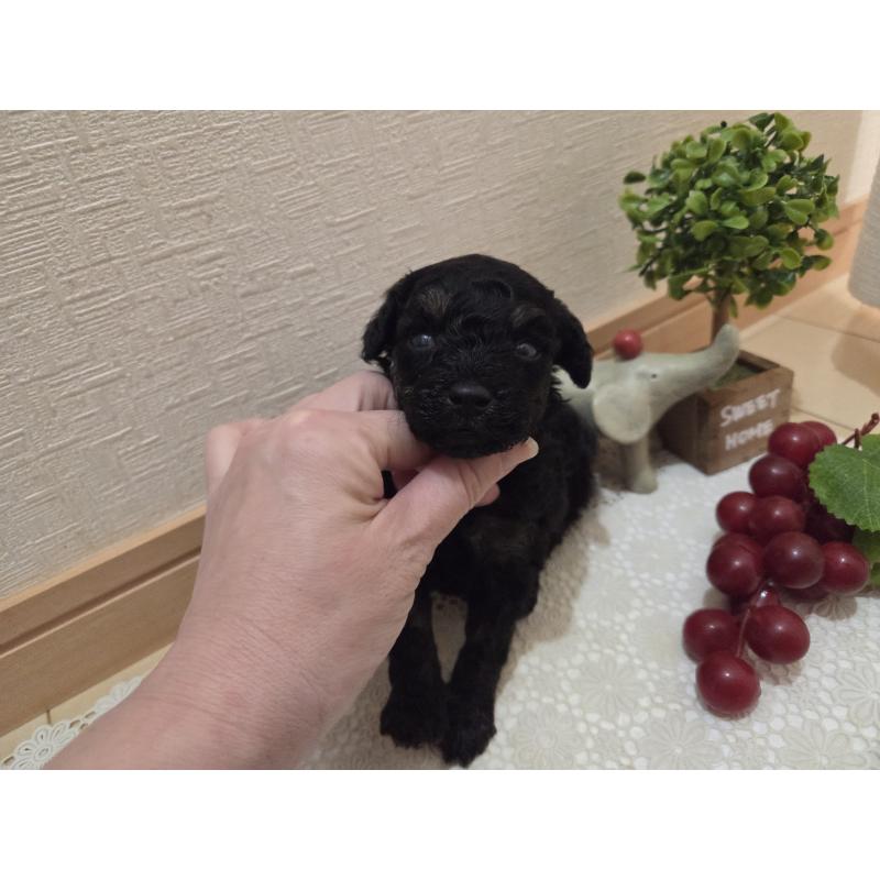 販売中の広島県のタイニープードル-425227の6枚目