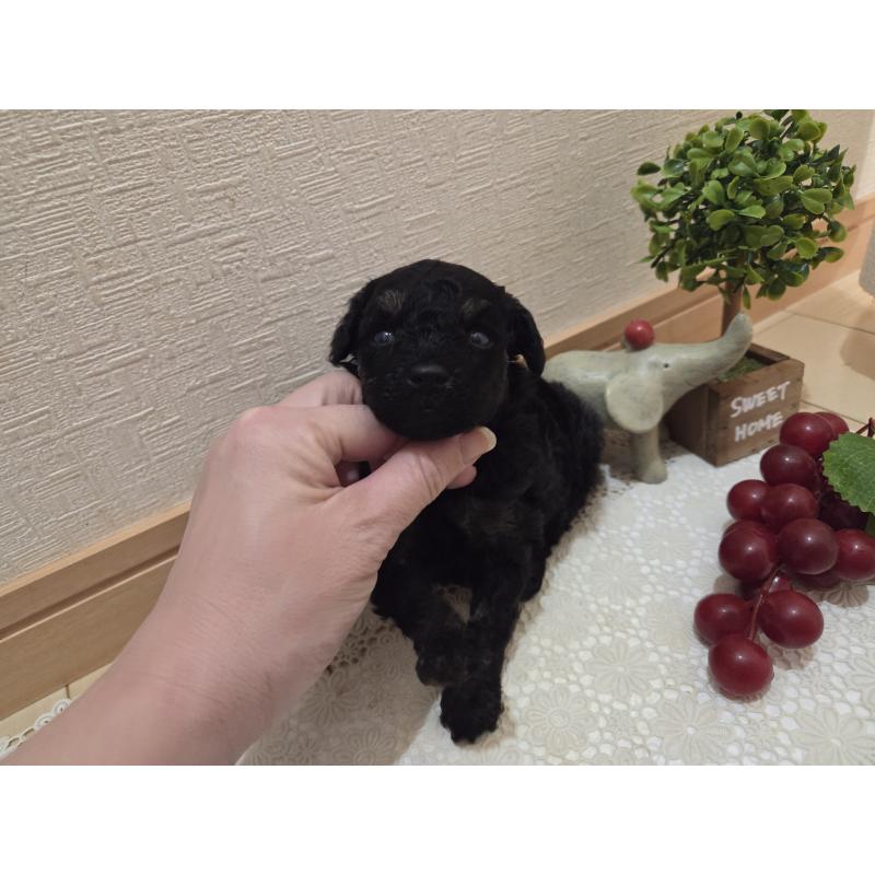 販売中の広島県のタイニープードル-425227の5枚目