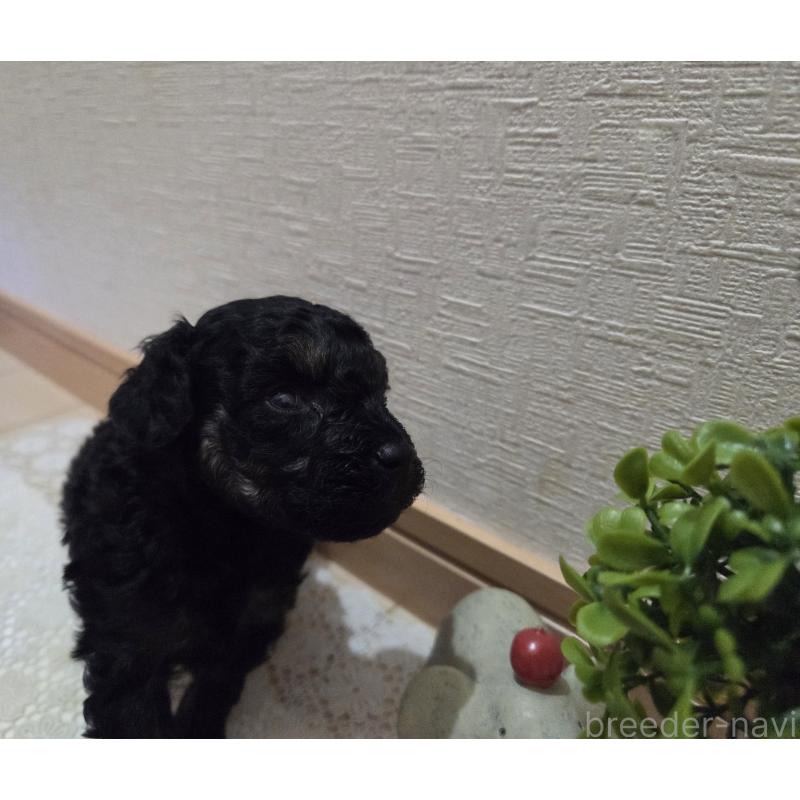 販売中の広島県のタイニープードル-425227の4枚目