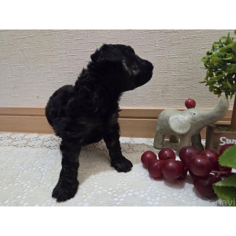 販売中の広島県のタイニープードル-425227の3枚目