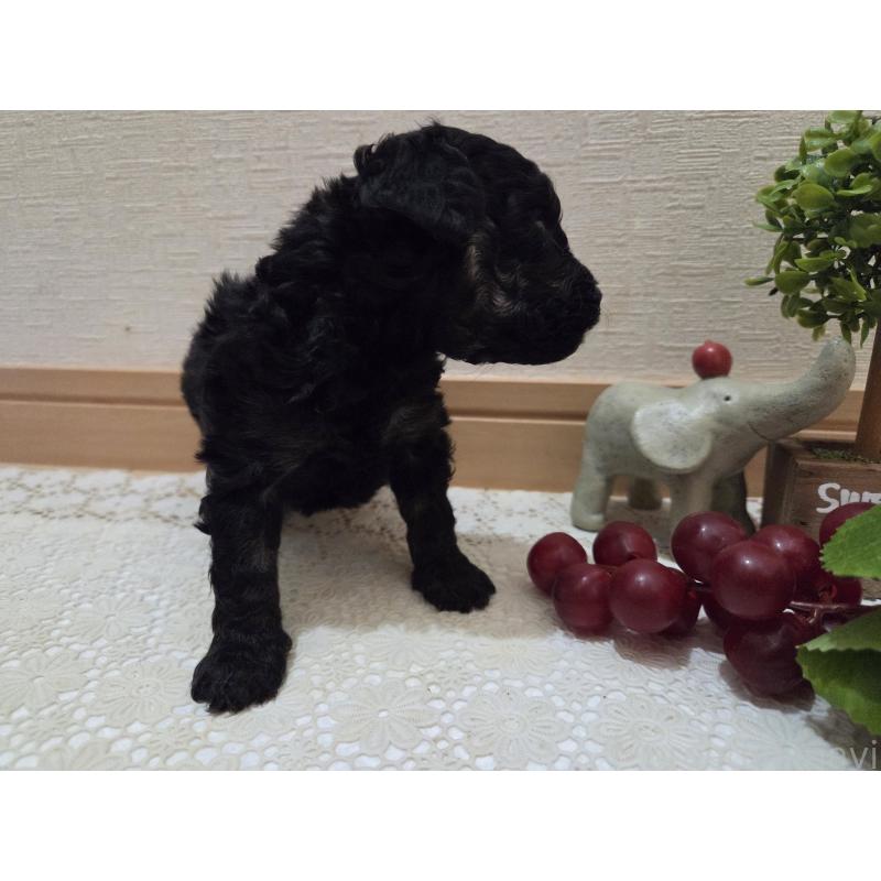 販売中の広島県のタイニープードル-425227の2枚目