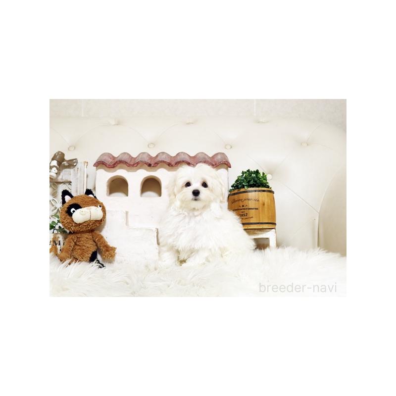 成約済の佐賀県のマルプー:マルチーズ×トイプードル-416553の5枚目