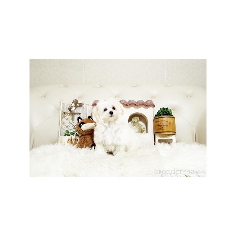 成約済の佐賀県のマルプー:マルチーズ×トイプードル-416553の4枚目