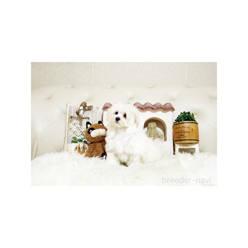 成約済の佐賀県のマルプー:マルチーズ×トイプードル-416553の3枚目