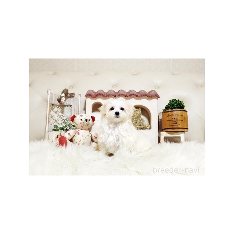 成約済の佐賀県のマルプー:マルチーズ×トイプードル-416554の5枚目