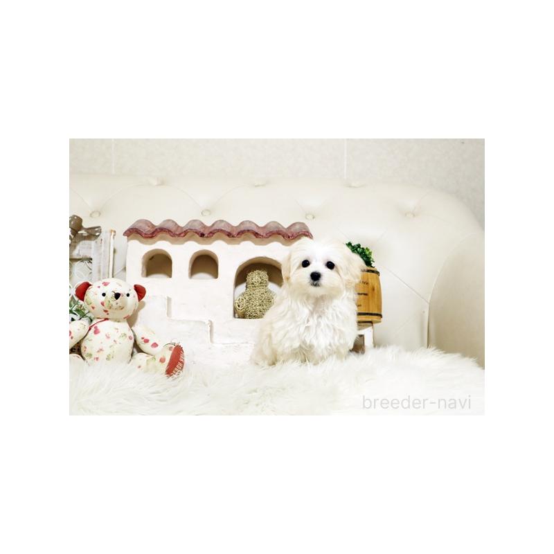 成約済の佐賀県のマルプー:マルチーズ×トイプードル-416554の4枚目