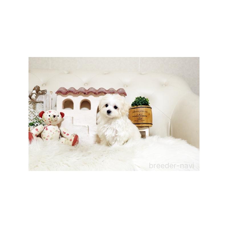 成約済の佐賀県のマルプー:マルチーズ×トイプードル-416554の3枚目