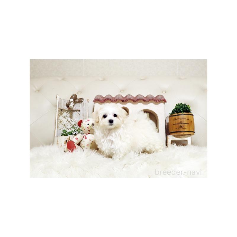 成約済の佐賀県のマルプー:マルチーズ×トイプードル-416554の2枚目