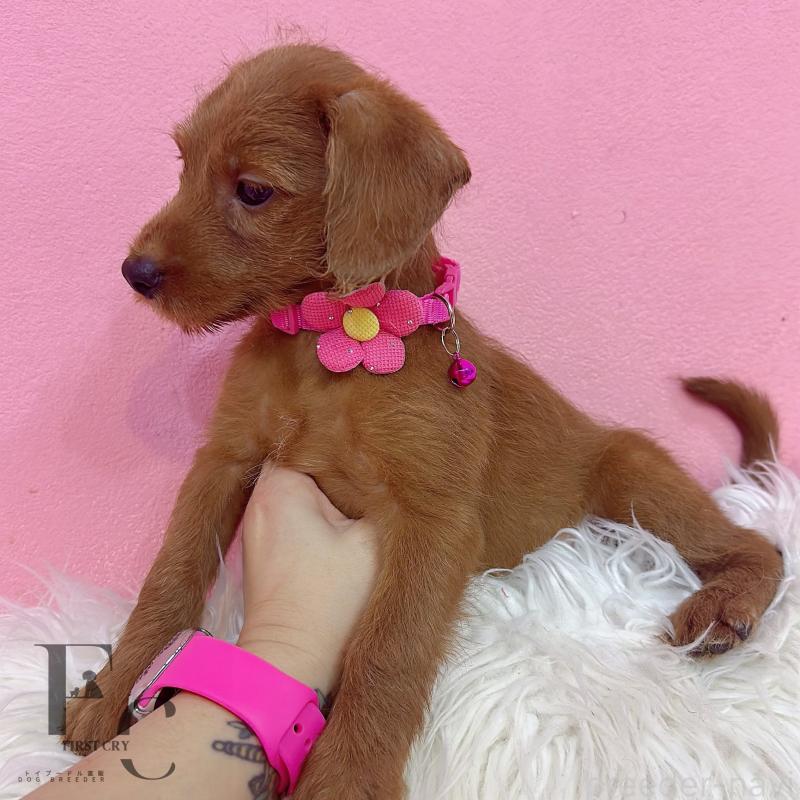 販売中の栃木県のミックス犬-417680の3枚目