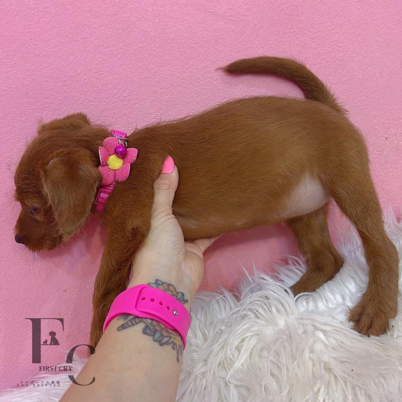 販売中の栃木県のミックス犬-417680の2枚目