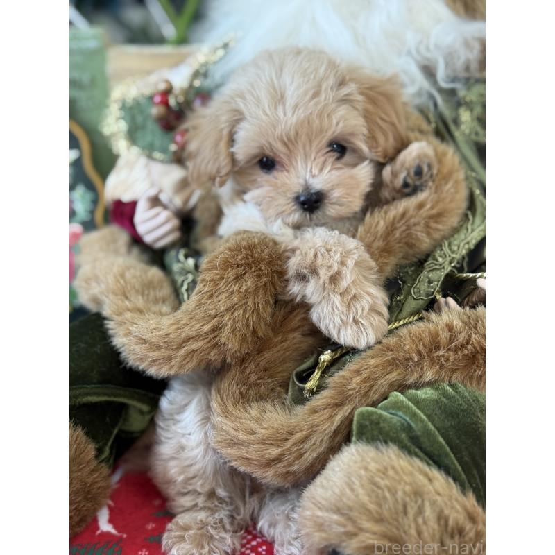 成約済の宮崎県のマルプー:マルチーズ×トイプードル-421372の14枚目