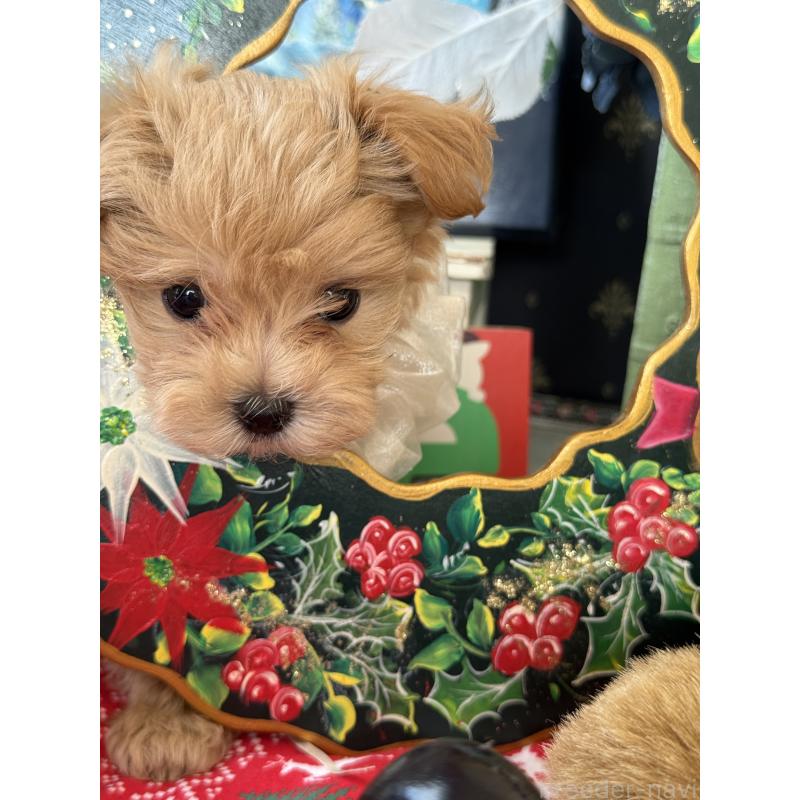 成約済の宮崎県のマルプー:マルチーズ×トイプードル-421372の13枚目