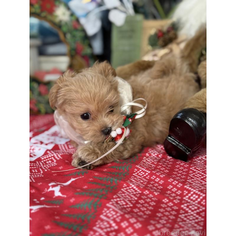 成約済の宮崎県のマルプー:マルチーズ×トイプードル-421372の12枚目