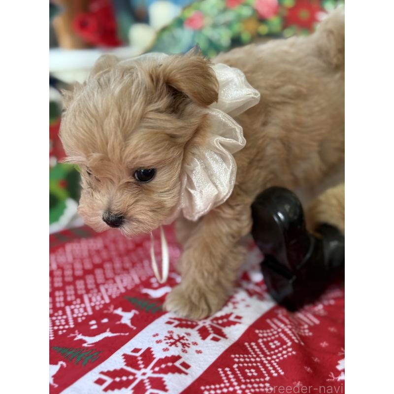 成約済の宮崎県のマルプー:マルチーズ×トイプードル-421372の11枚目