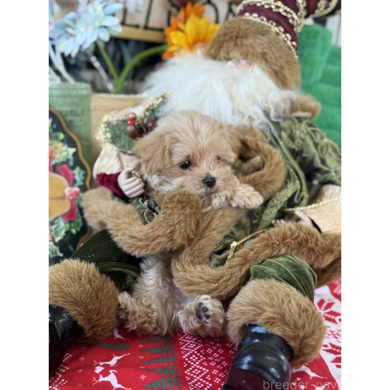 成約済の宮崎県のマルプー:マルチーズ×トイプードル-421372の10枚目