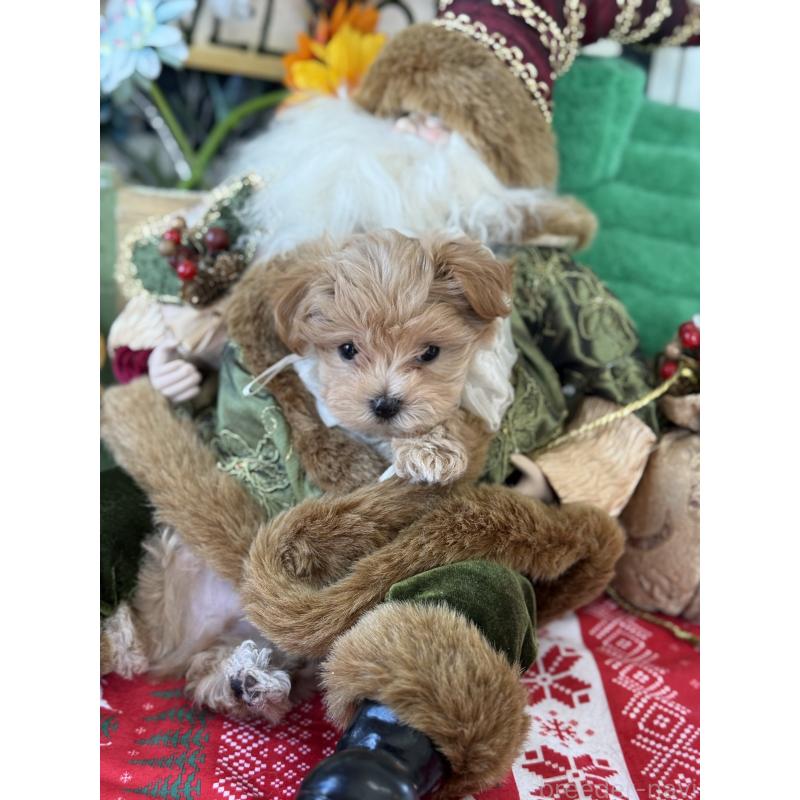 成約済の宮崎県のマルプー:マルチーズ×トイプードル-421372の9枚目