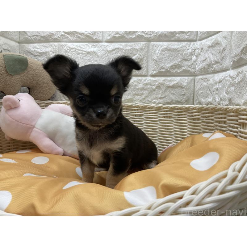 販売中の北海道のチワワ(ロングコート)-425229の3枚目