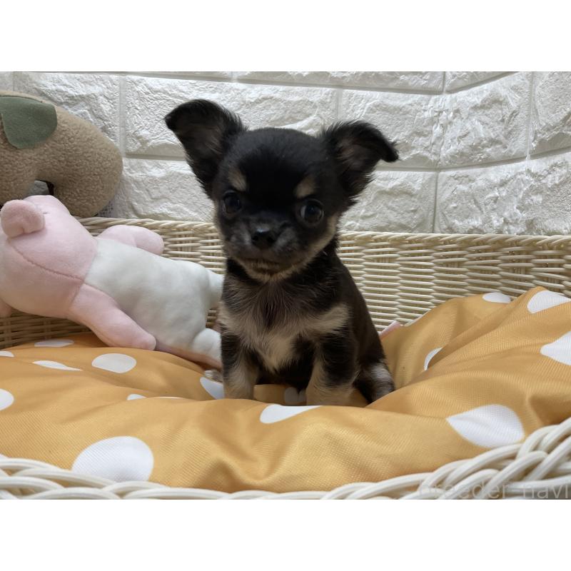 販売中の北海道のチワワ(ロングコート)-425229の2枚目