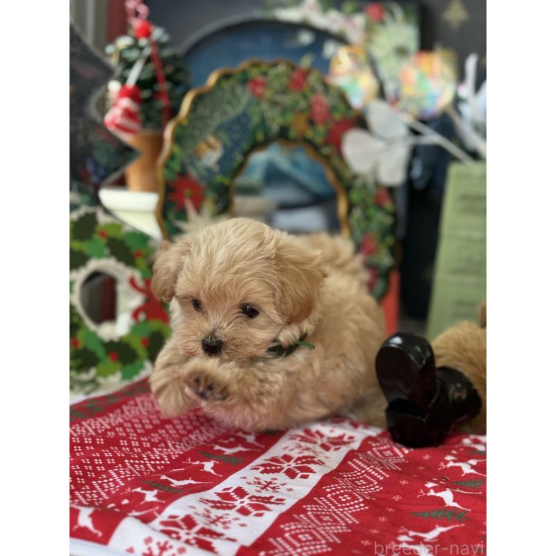 成約済の宮崎県のマルプー:マルチーズ×トイプードル-421374の16枚目