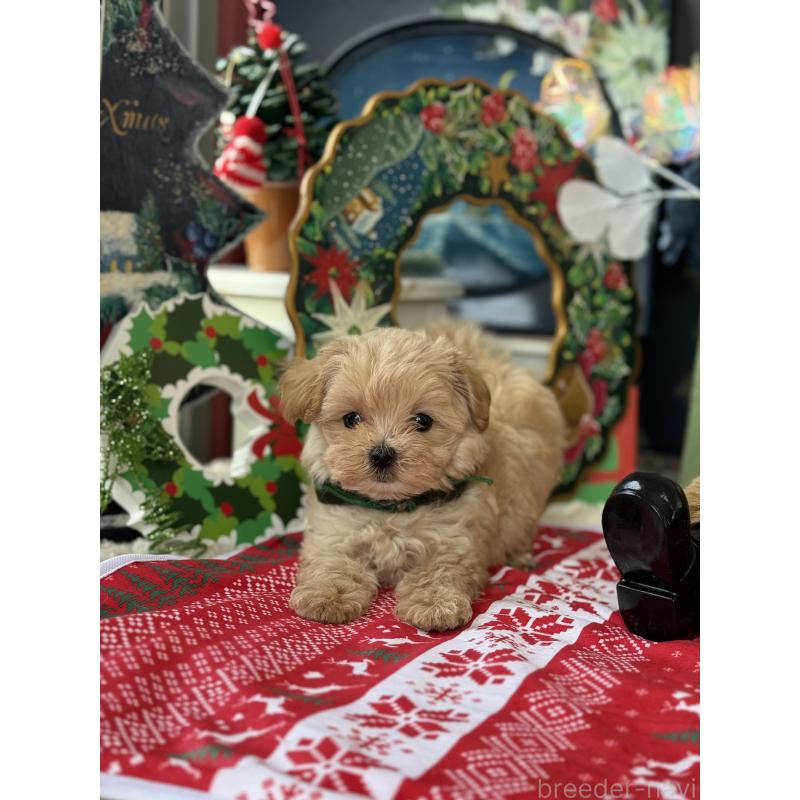 成約済の宮崎県のマルプー:マルチーズ×トイプードル-421374の15枚目