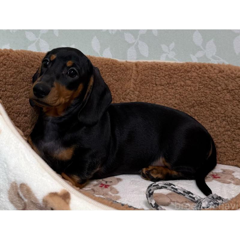 販売中の東京都のミニチュアダックスフンド(スムースヘアード)-417036の5枚目