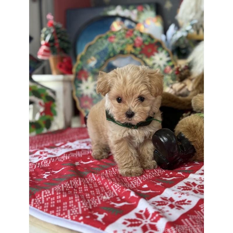 成約済の宮崎県のマルプー:マルチーズ×トイプードル-421374の14枚目