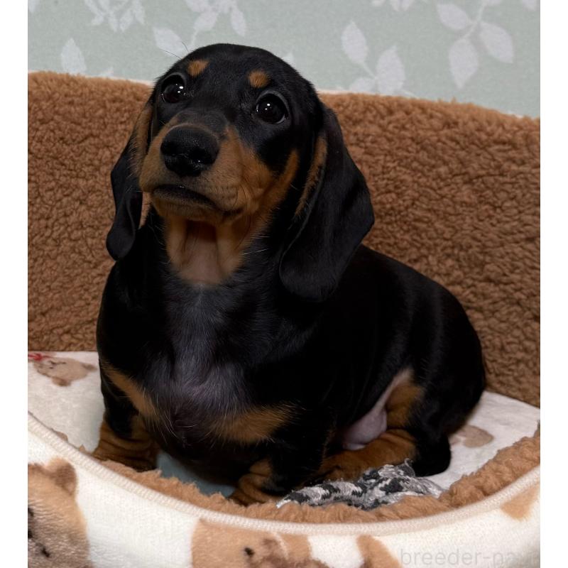 販売中の東京都のミニチュアダックスフンド(スムースヘアード)-417036の4枚目