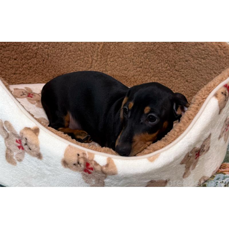 販売中の東京都のミニチュアダックスフンド(スムースヘアード)-417036の3枚目