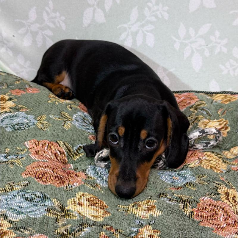 販売中の東京都のミニチュアダックスフンド(スムースヘアード)-417036の2枚目