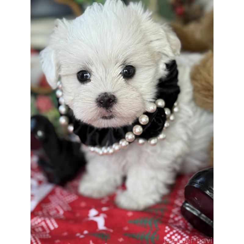 成約済の宮崎県のマルチーズ-423968の8枚目