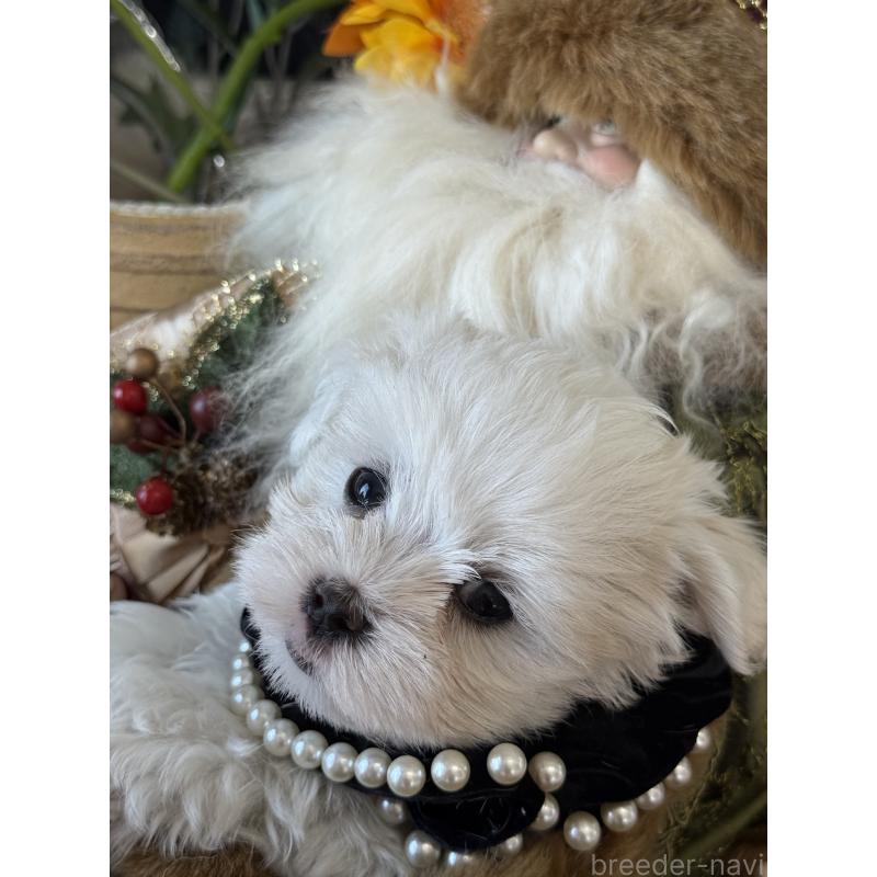 成約済の宮崎県のマルチーズ-423968の7枚目