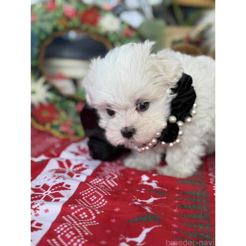 成約済の宮崎県のマルチーズ-423968の6枚目