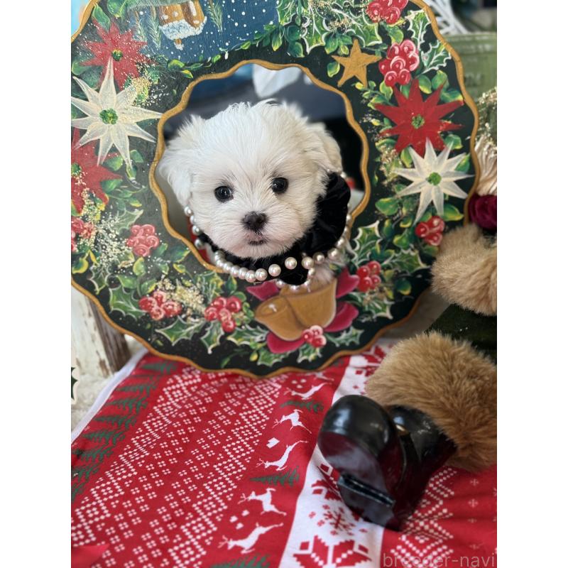 成約済の宮崎県のマルチーズ-423968の5枚目