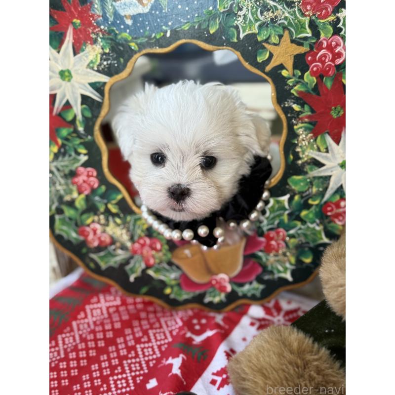 成約済の宮崎県のマルチーズ-423968の4枚目