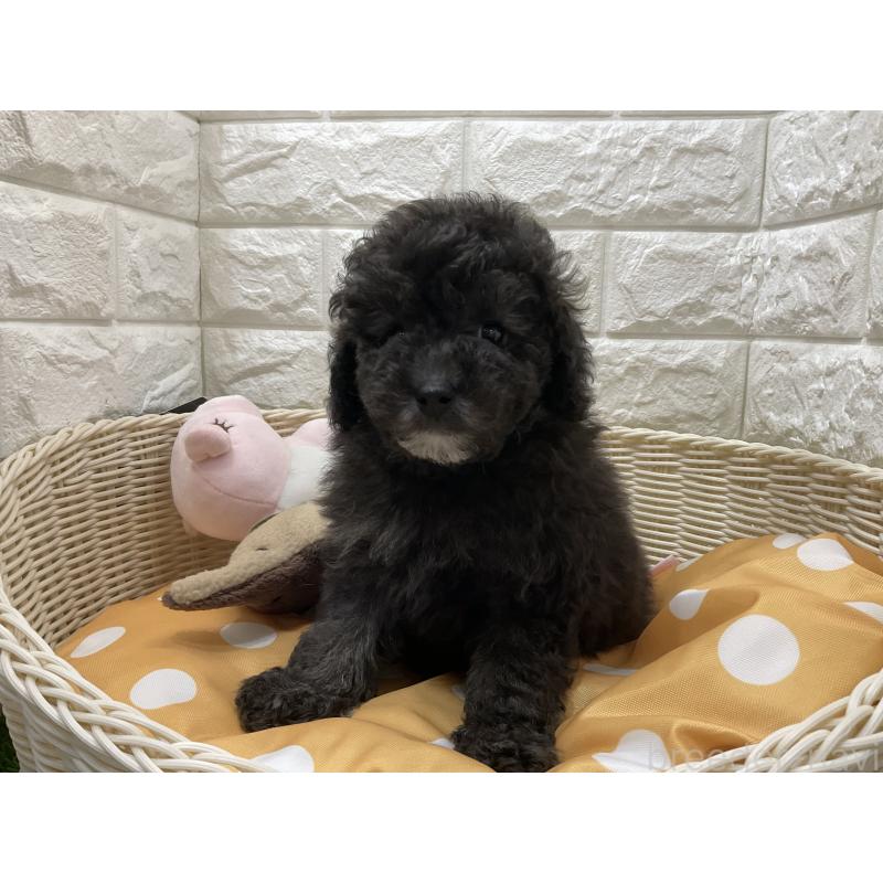 販売中の北海道のトイプードル-425231の3枚目