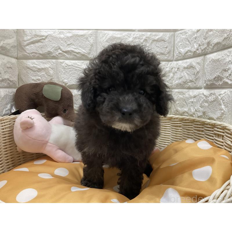 販売中の北海道のトイプードル-425231の2枚目