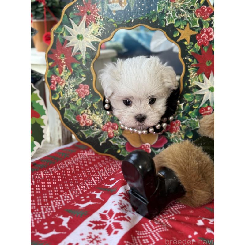 成約済の宮崎県のマルチーズ-423968の3枚目