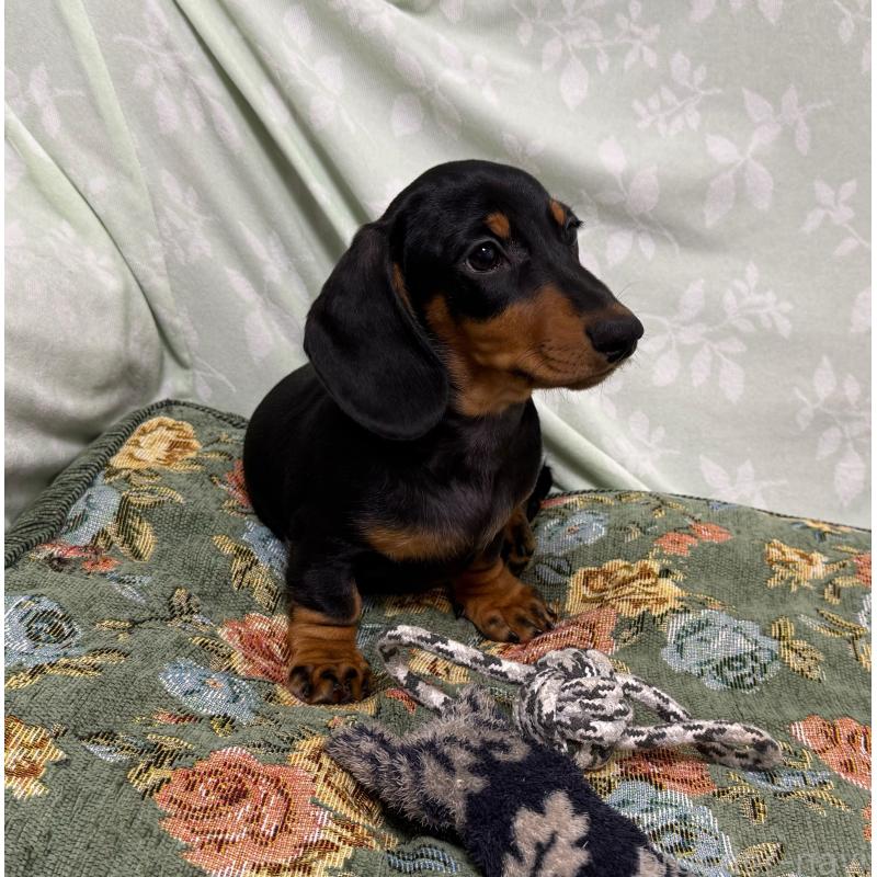 販売中の東京都のミニチュアダックスフンド(スムースヘアード)-425234の5枚目