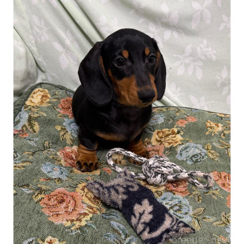 販売中の東京都のミニチュアダックスフンド(スムースヘアード)-425234の4枚目