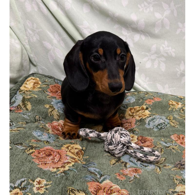 販売中の東京都のミニチュアダックスフンド(スムースヘアード)-425234の3枚目