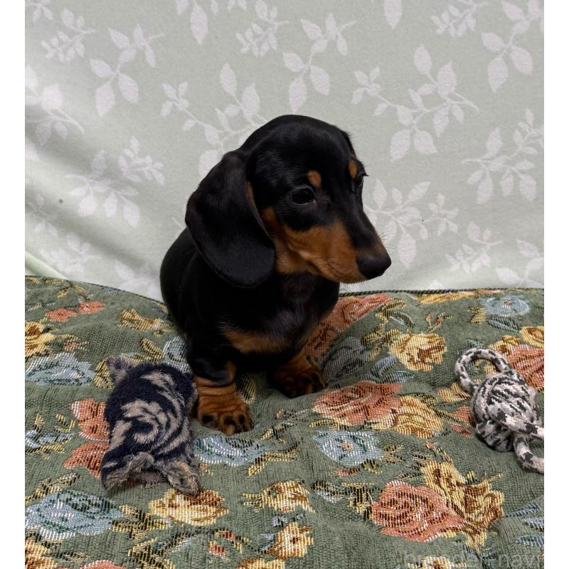 販売中の東京都のミニチュアダックスフンド(スムースヘアード)-425234の2枚目