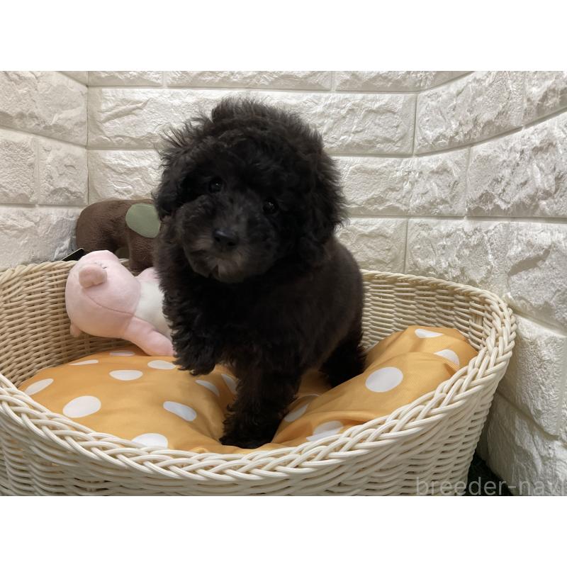 販売中の北海道のトイプードル-425233の3枚目