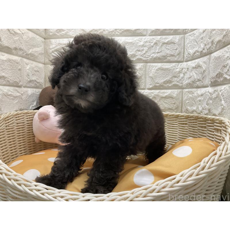 販売中の北海道のトイプードル-425233の2枚目