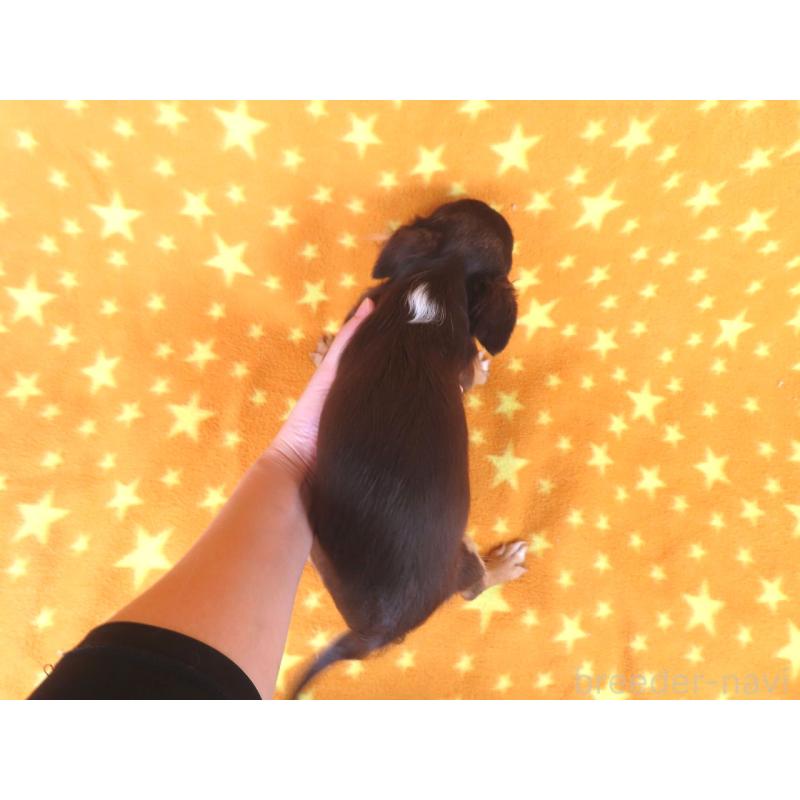 販売中の千葉県のチワワ(ロングコート)-403227の11枚目