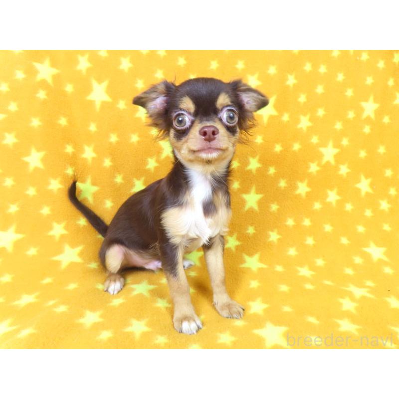 販売中の千葉県のチワワ(ロングコート)-403227の10枚目