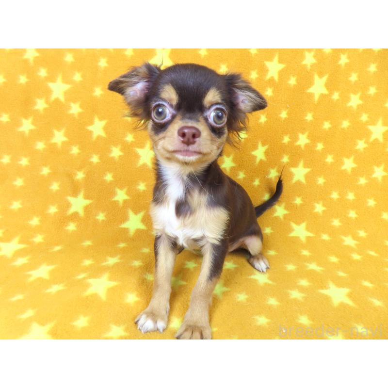 販売中の千葉県のチワワ(ロングコート)-403227の9枚目