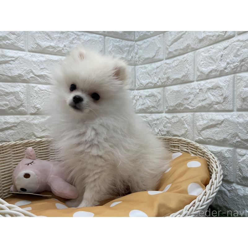 販売中の北海道のポメラニアン-425235の3枚目