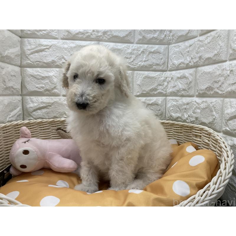 販売中の北海道のスタンダードプードル-425236の3枚目