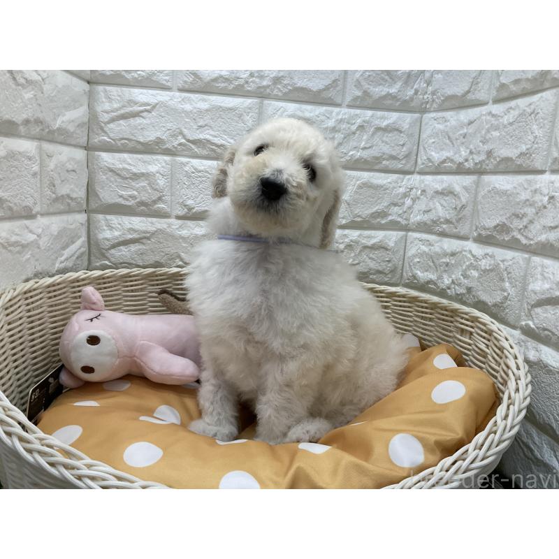 販売中の北海道のスタンダードプードル-425236の2枚目